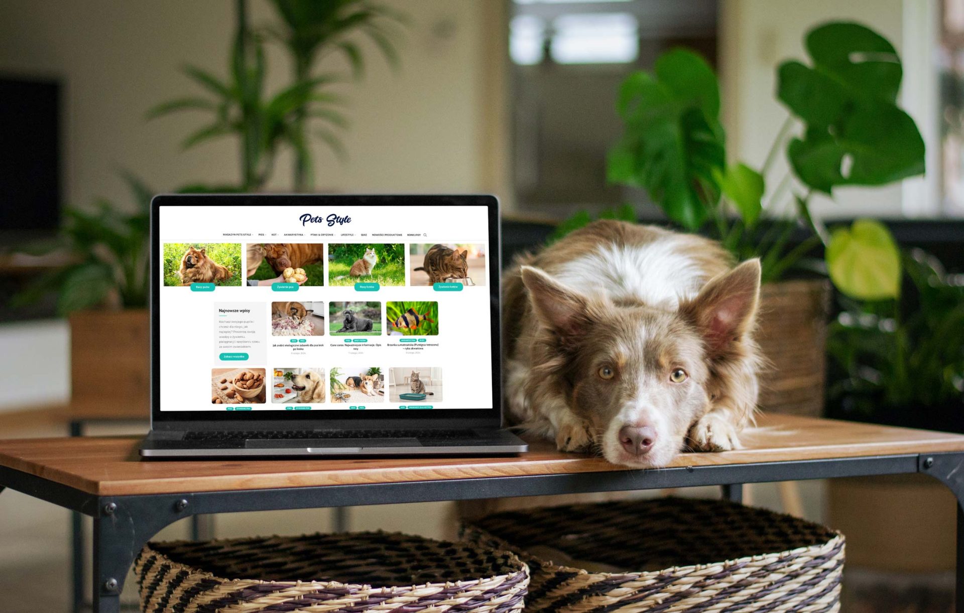 Pets Style – portal o zwierzętach domowych